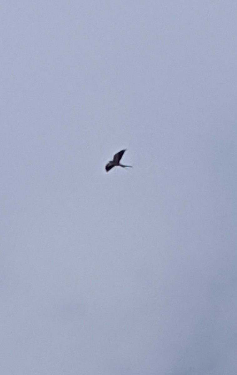 Swallow-tailed Kite - ML213346631