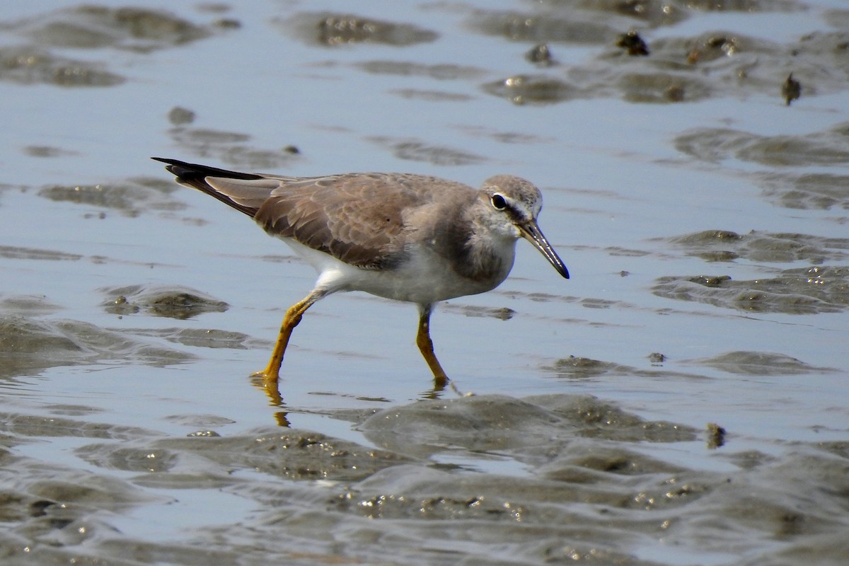 Gray-tailed Tattler - ML213347871