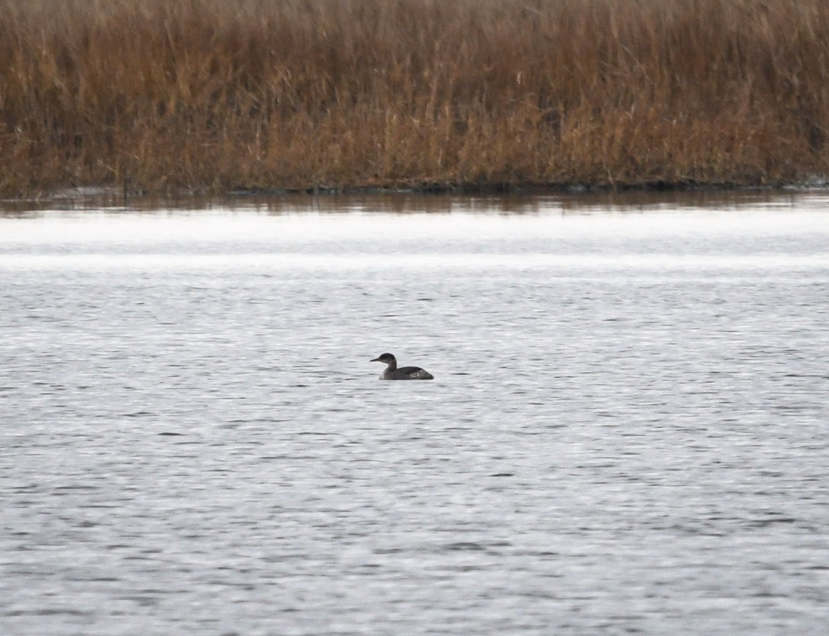 Red-necked Grebe - ML213347981