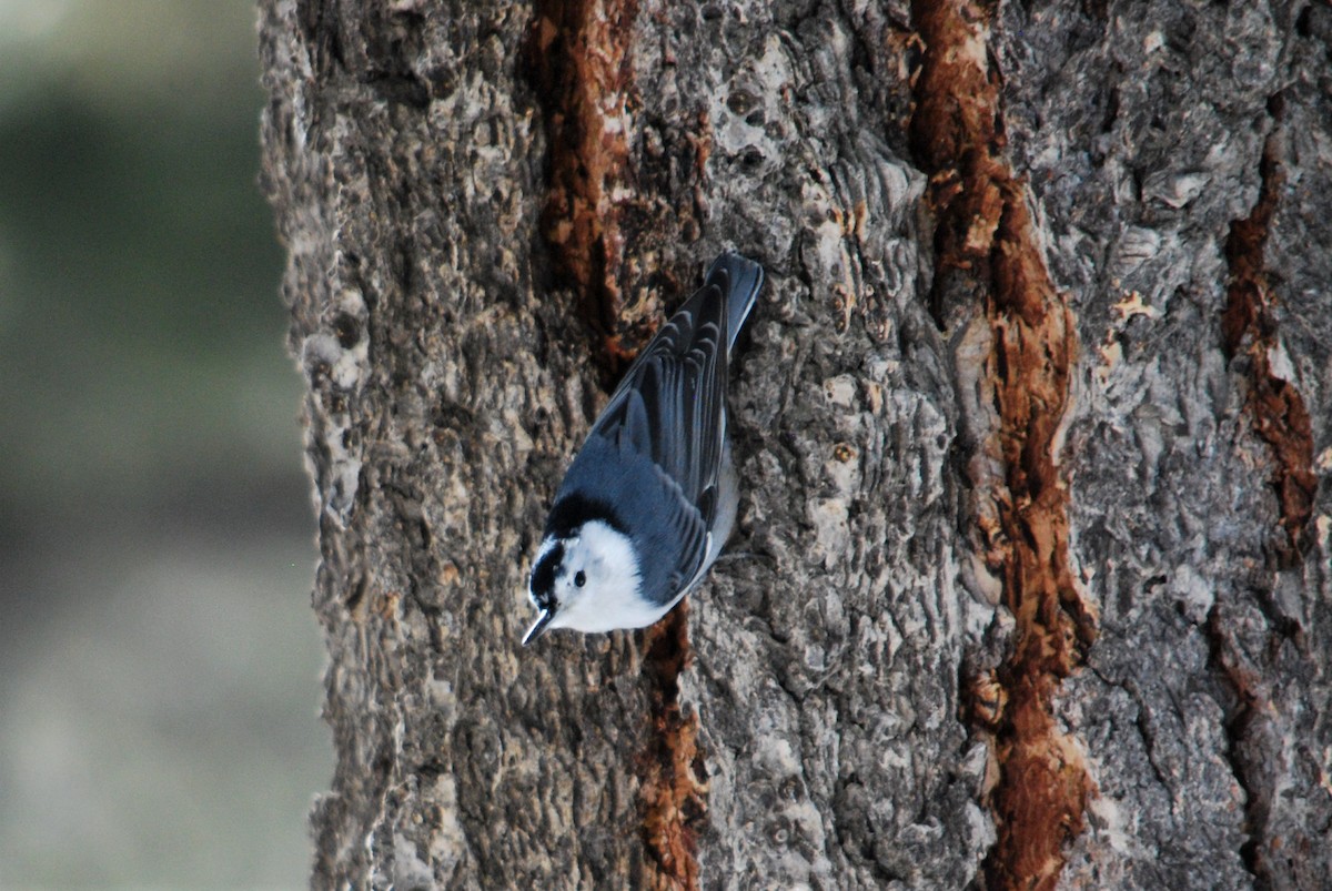 White-breasted Nuthatch - ML213349371