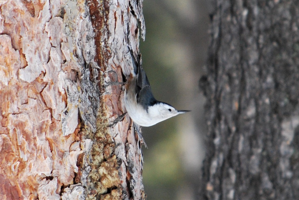 White-breasted Nuthatch - ML213349401