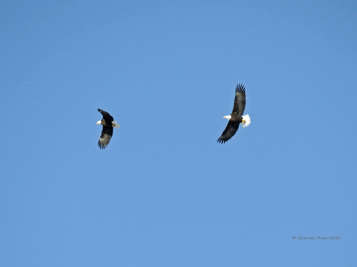 Bald Eagle - ML213349581