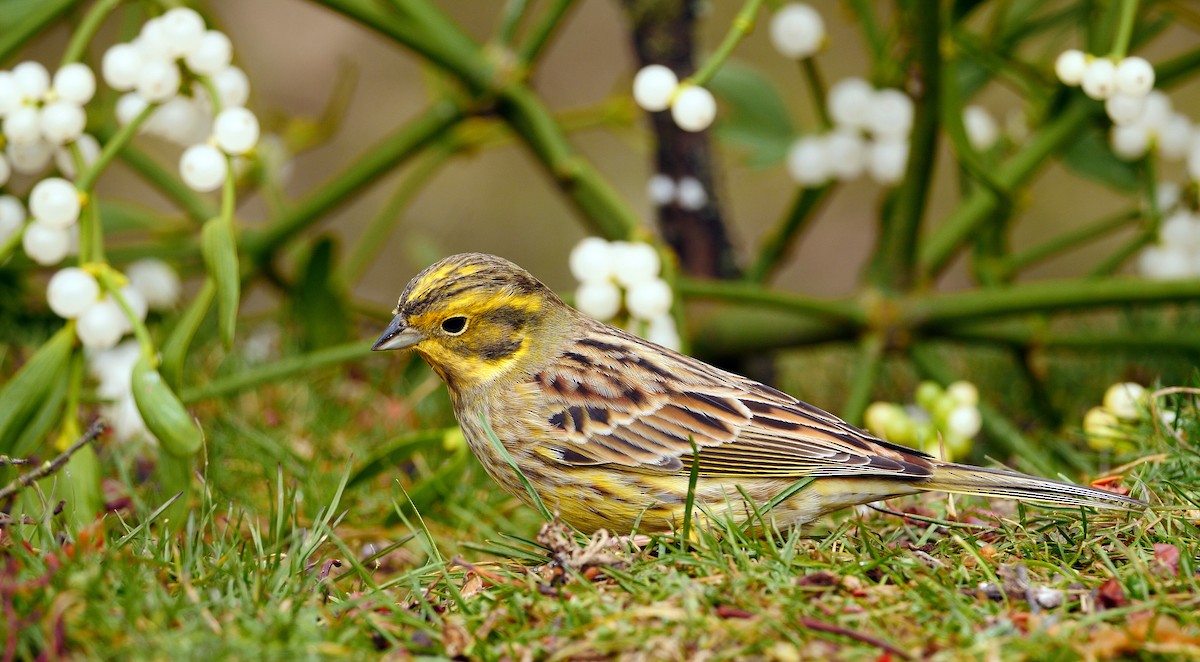 Yellowhammer - ML213349821