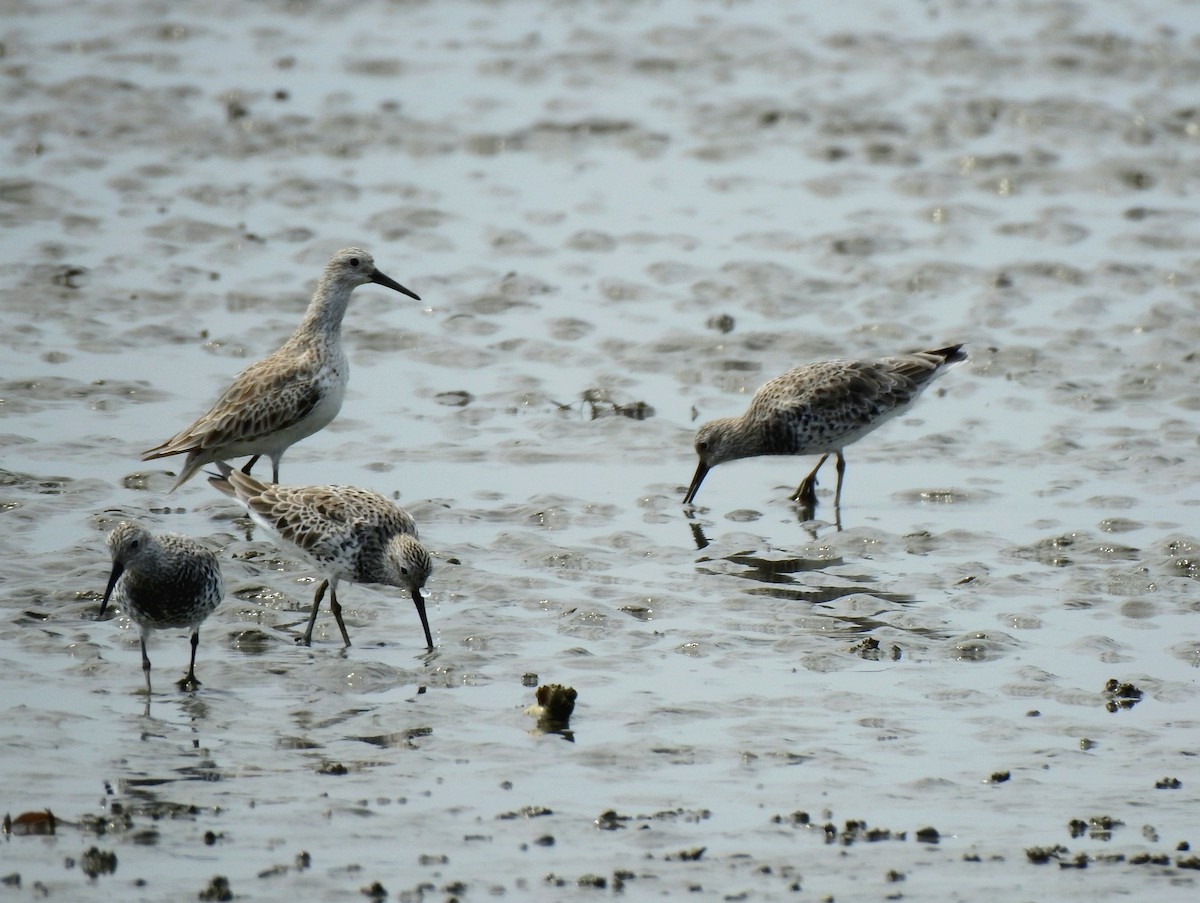 Great Knot - ML213352281