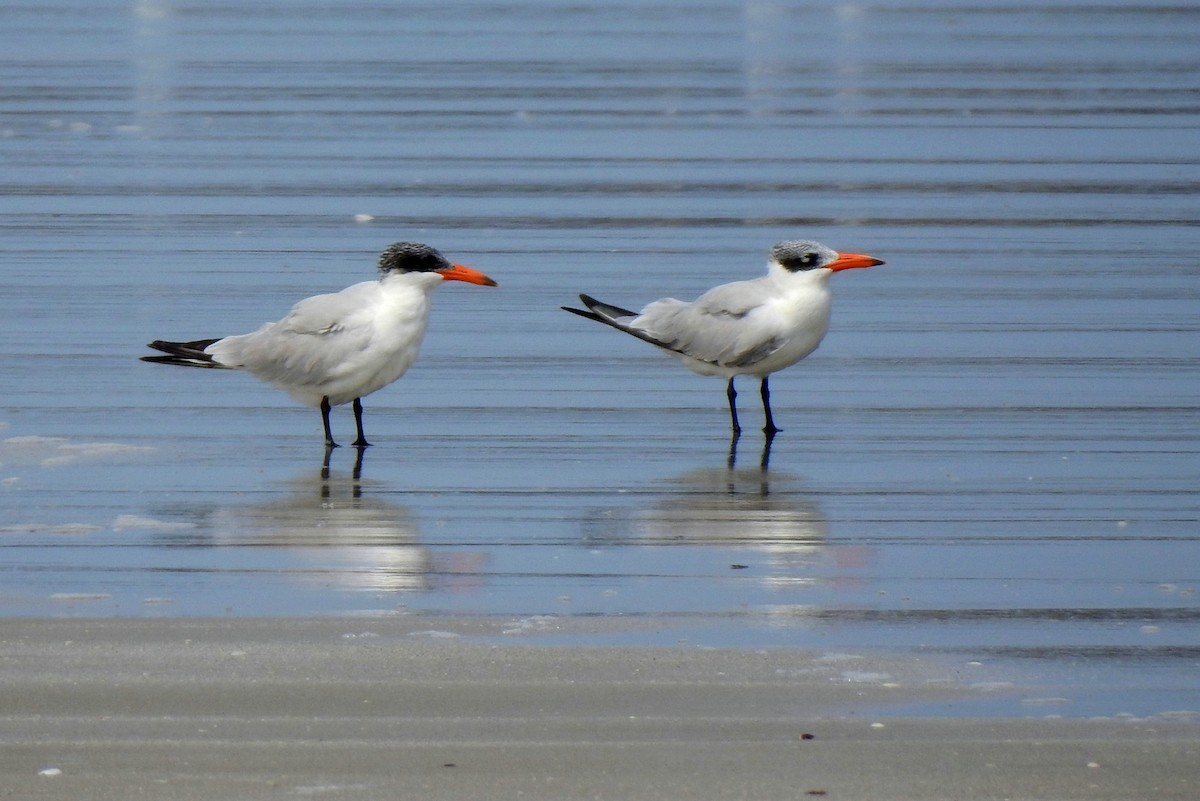 Caspian Tern - ML213352631