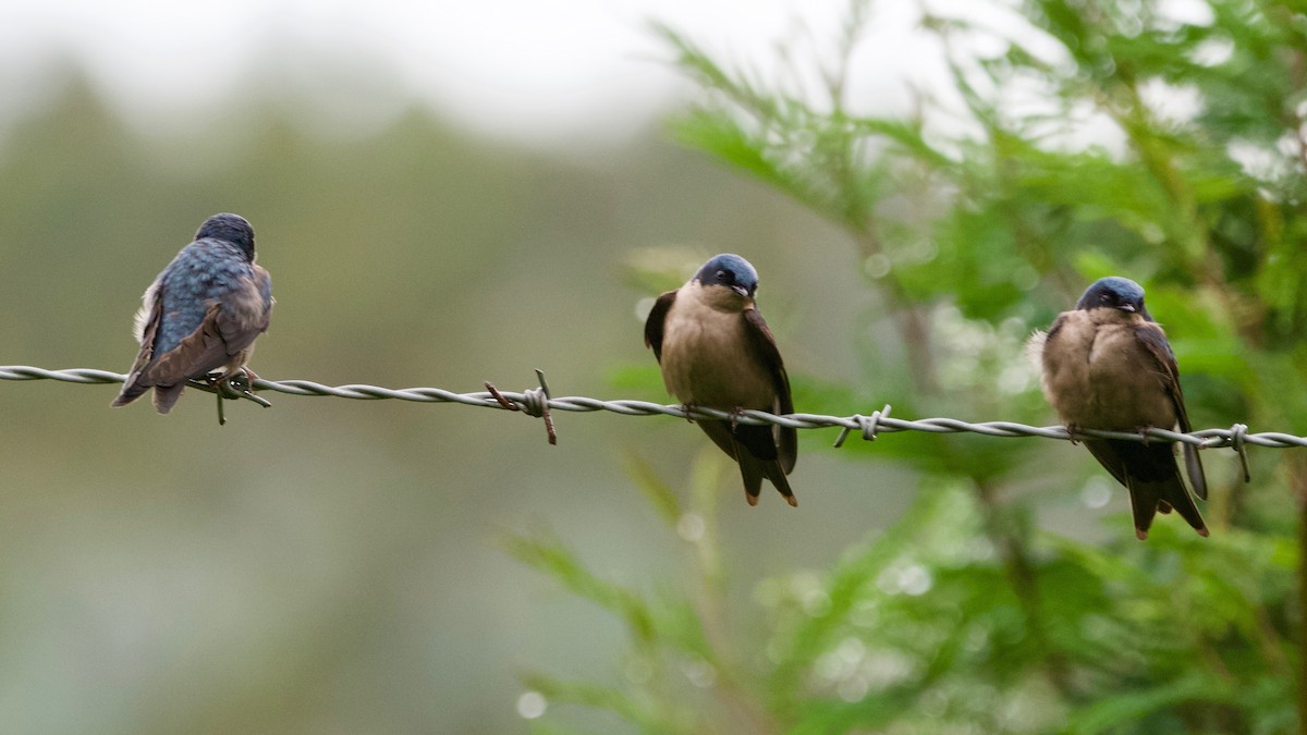 Brown-bellied Swallow - Jeremiusz Trzaska