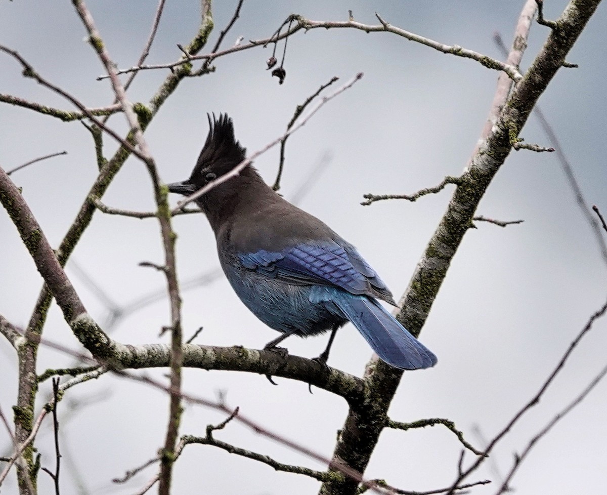 Steller's Jay (Coastal) - ML213353251