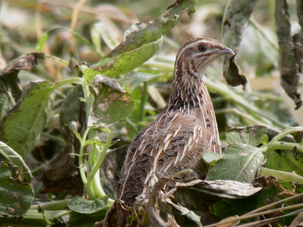 Common Quail - Shaun Robson