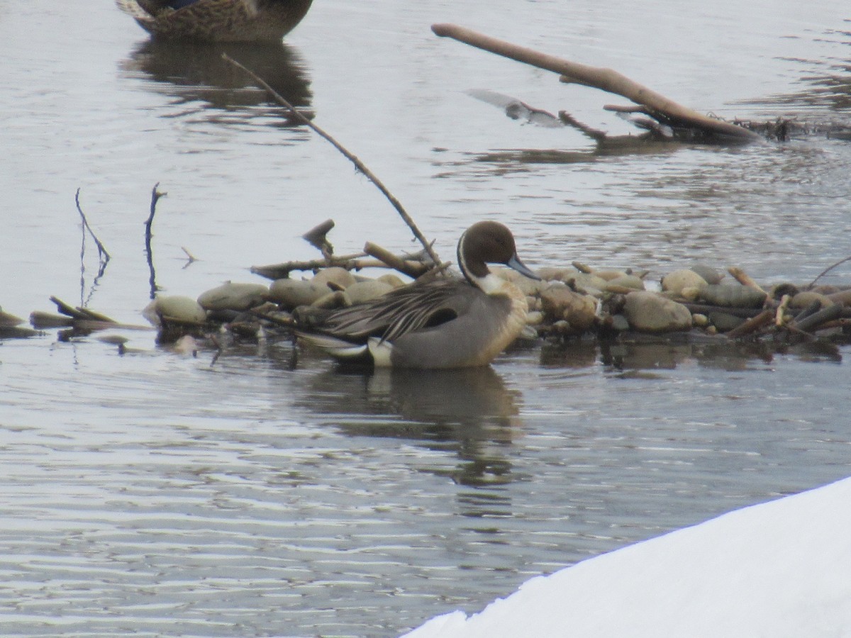 Northern Pintail - ML213355011