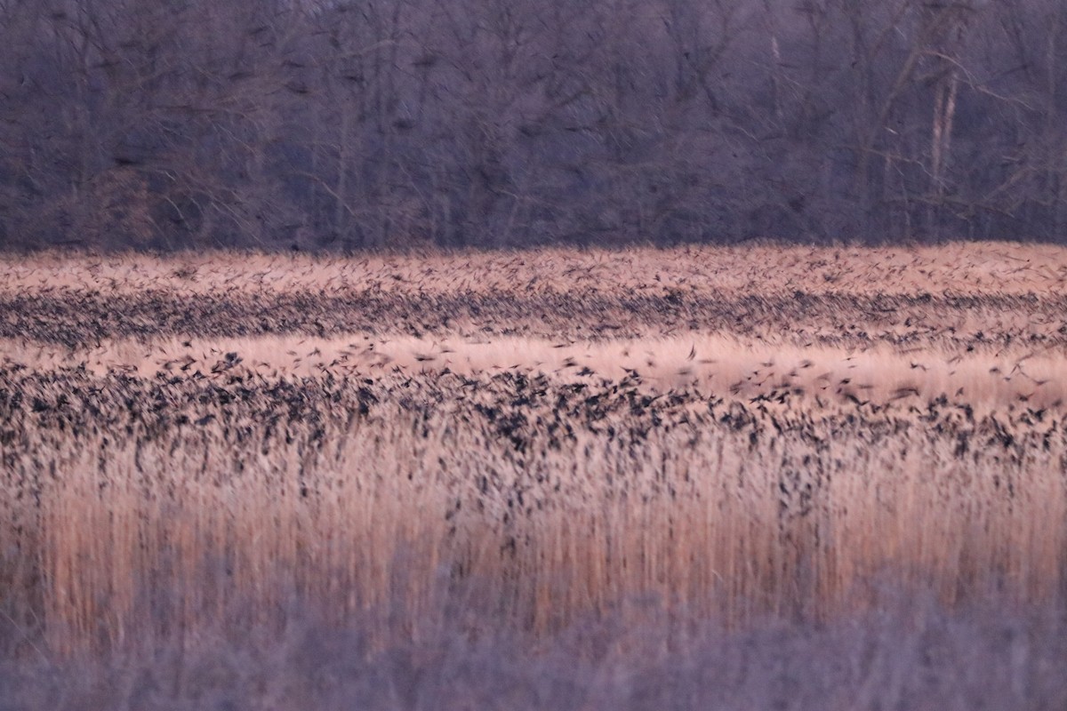 Red-winged Blackbird - Cheryl Rosenfeld