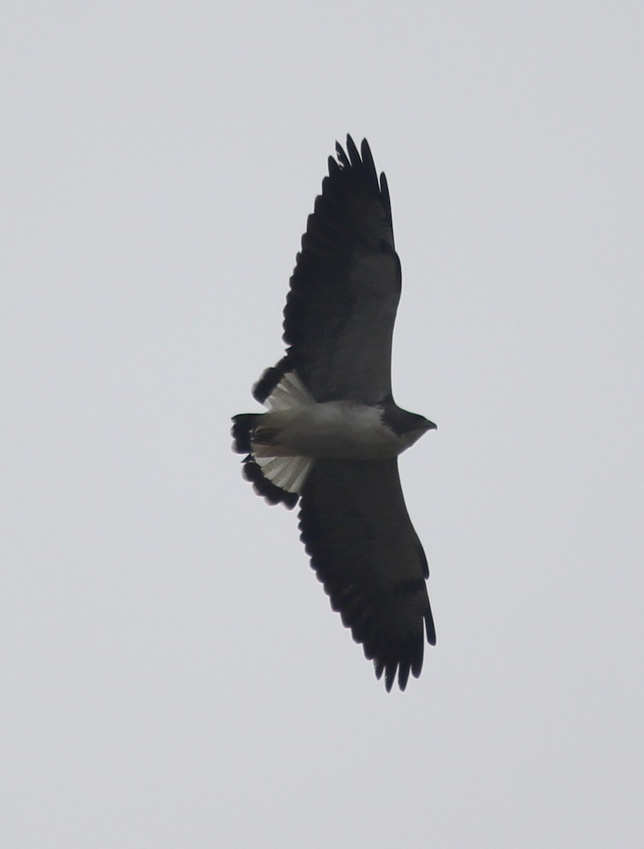 White-tailed Hawk - B Maguire