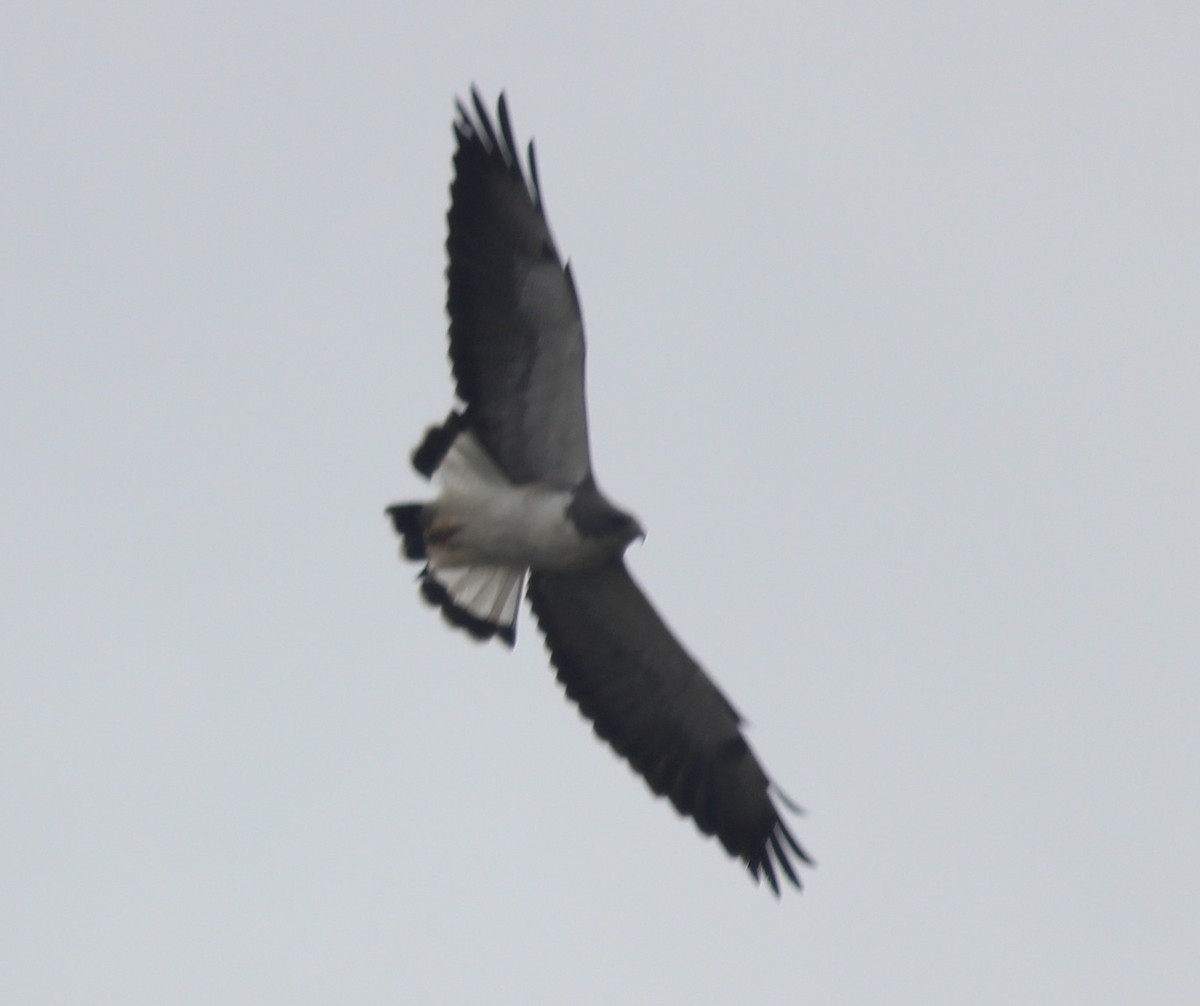 White-tailed Hawk - B Maguire