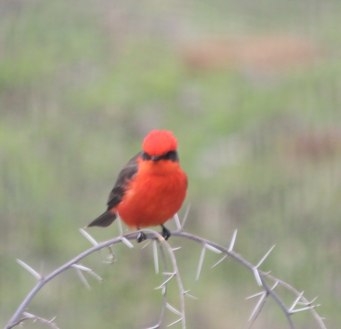 Vermilion Flycatcher - ML213359341