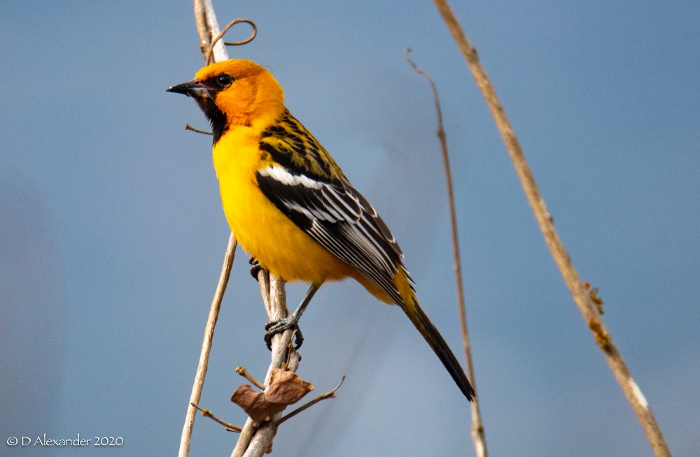 Oriole à dos rayé - ML213359481