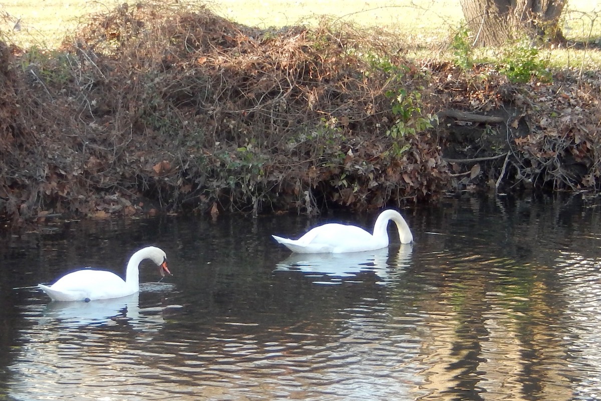 Mute Swan - ML21335951