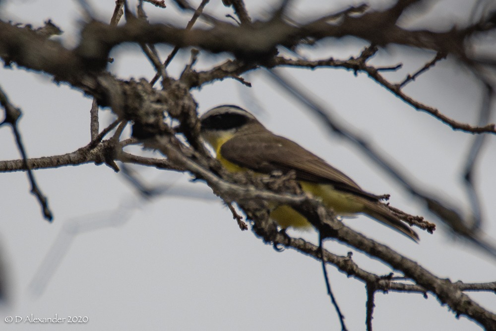 Social Flycatcher - ML213360691