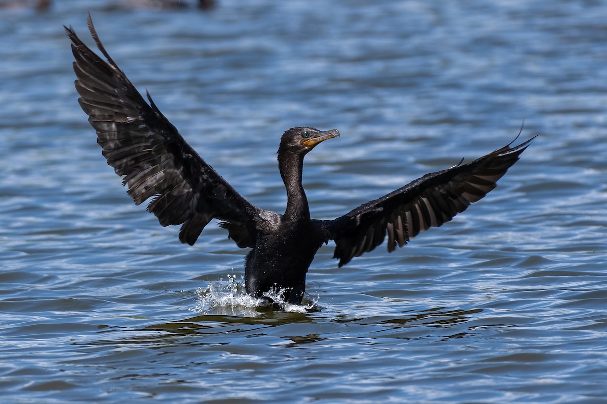 Neotropic Cormorant - ML213363061