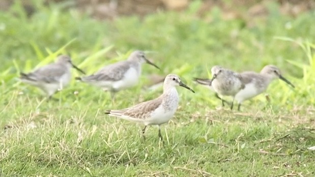 彎嘴濱鷸 - ML213363741