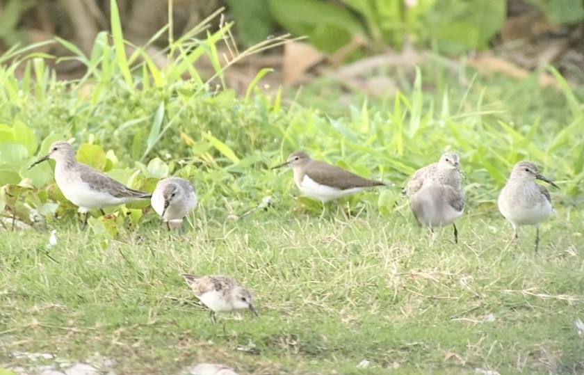 Common Sandpiper - ML213363851