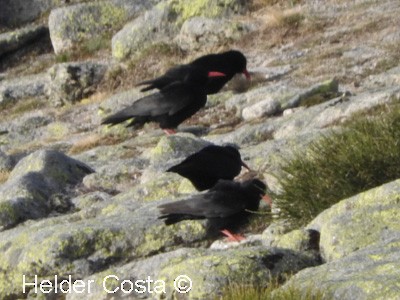 Red-billed Chough - ML213364101