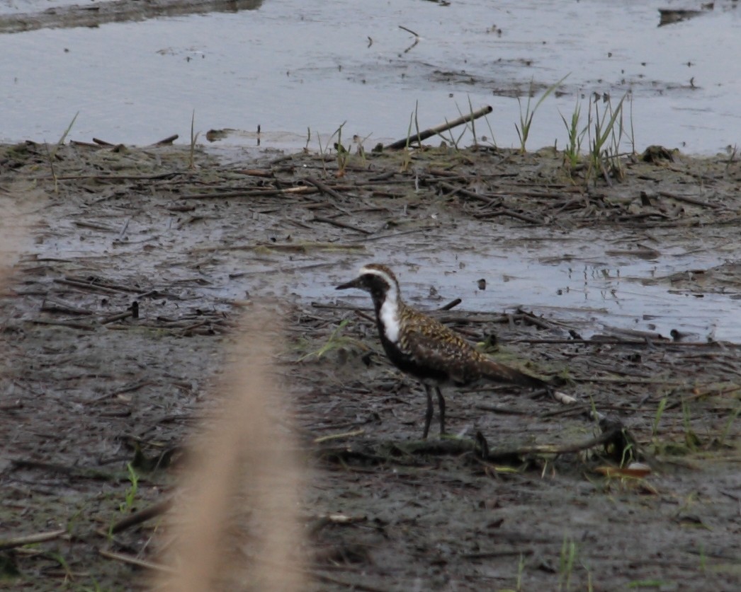 American Golden-Plover - Keri Charles