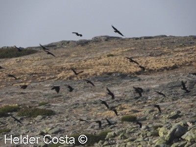 Red-billed Chough - ML213364111