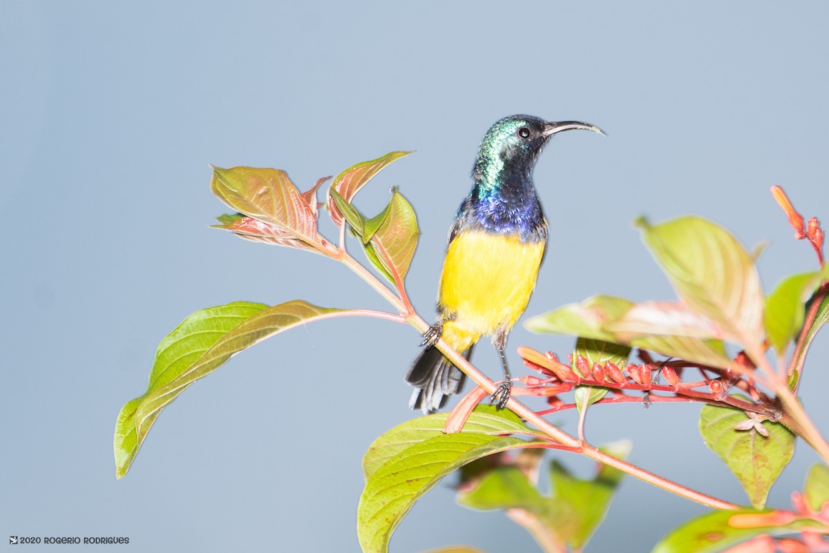 Variable Sunbird - ML213364651