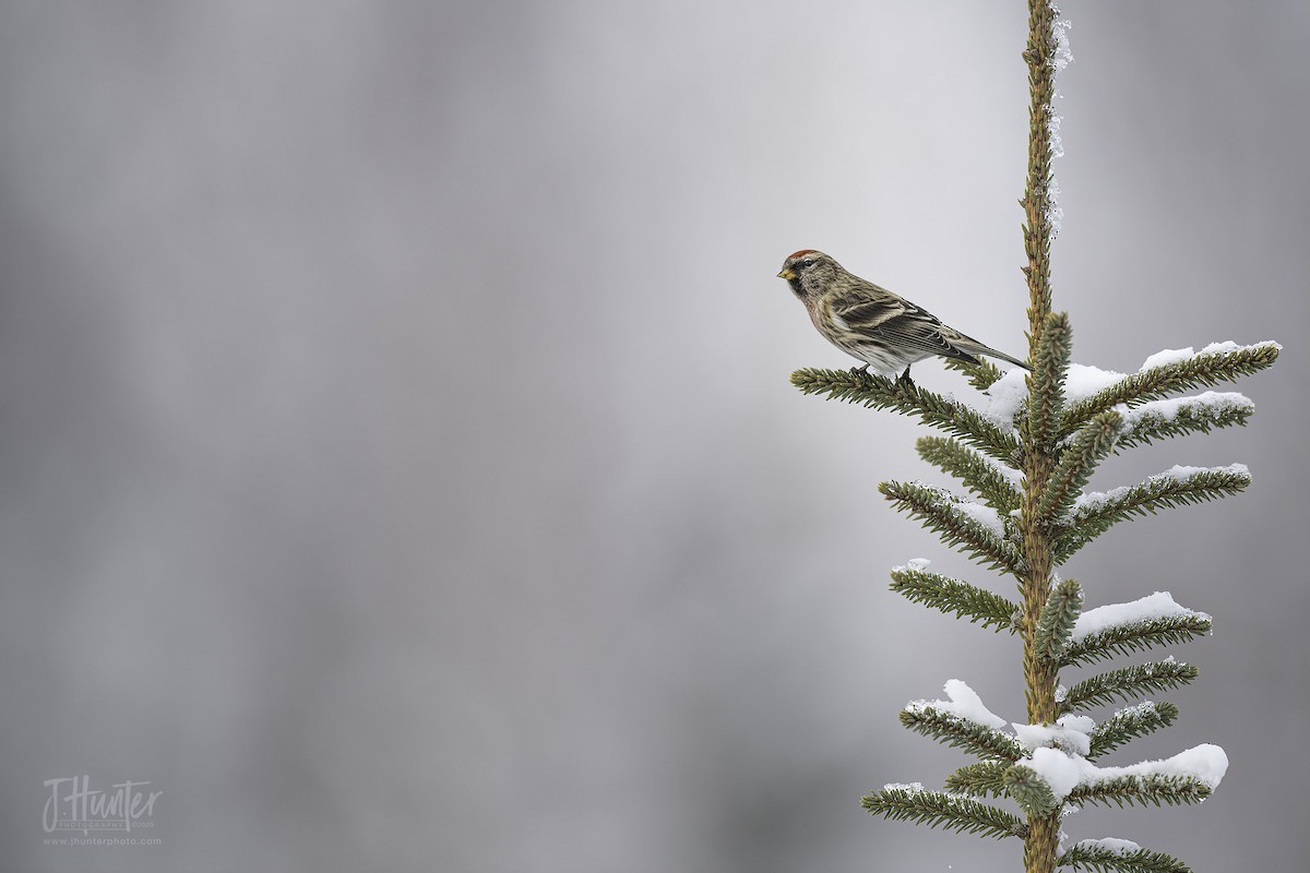 Redpoll (Common) - ML213364791