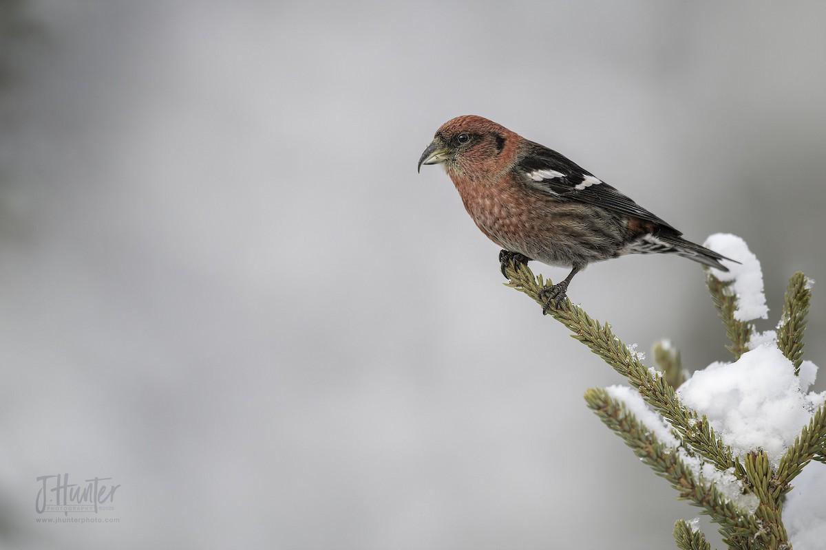 White-winged Crossbill - ML213364811