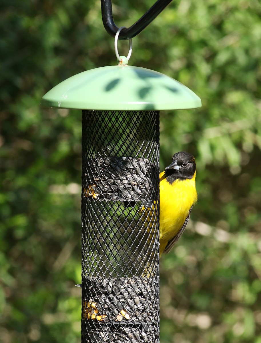 Audubon's Oriole - Steve Bennett