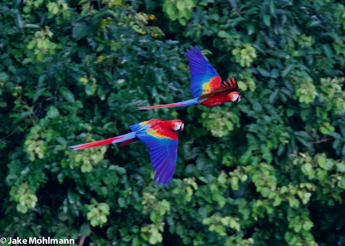 Scarlet Macaw - ML213365131