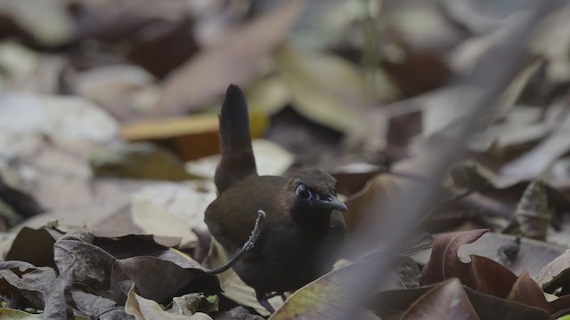 Black-faced Antthrush - ML213365141