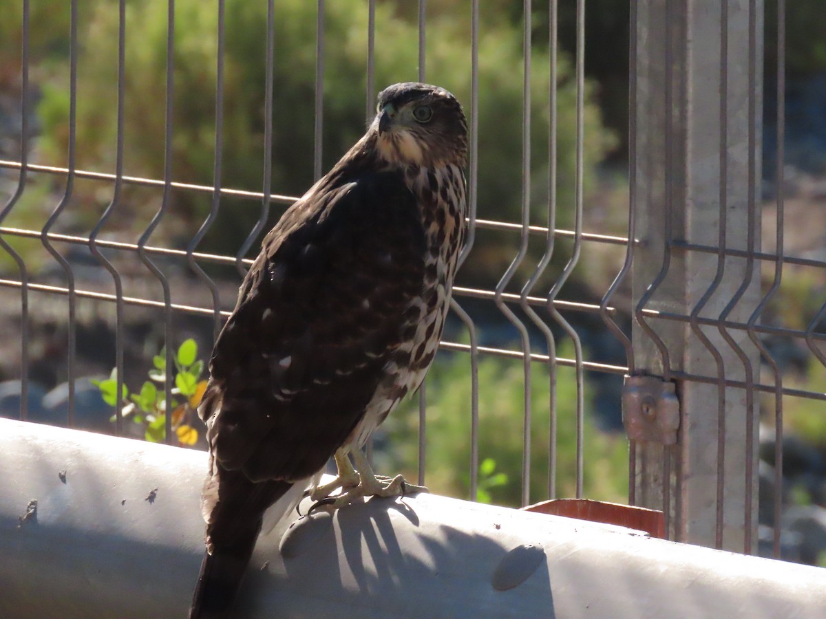 Chilean Hawk - ML213366541