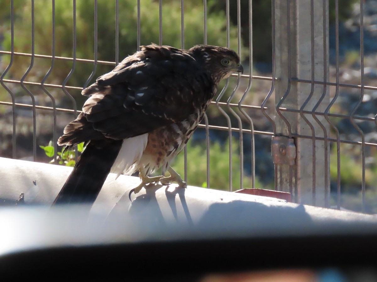 Chilean Hawk - ML213366551