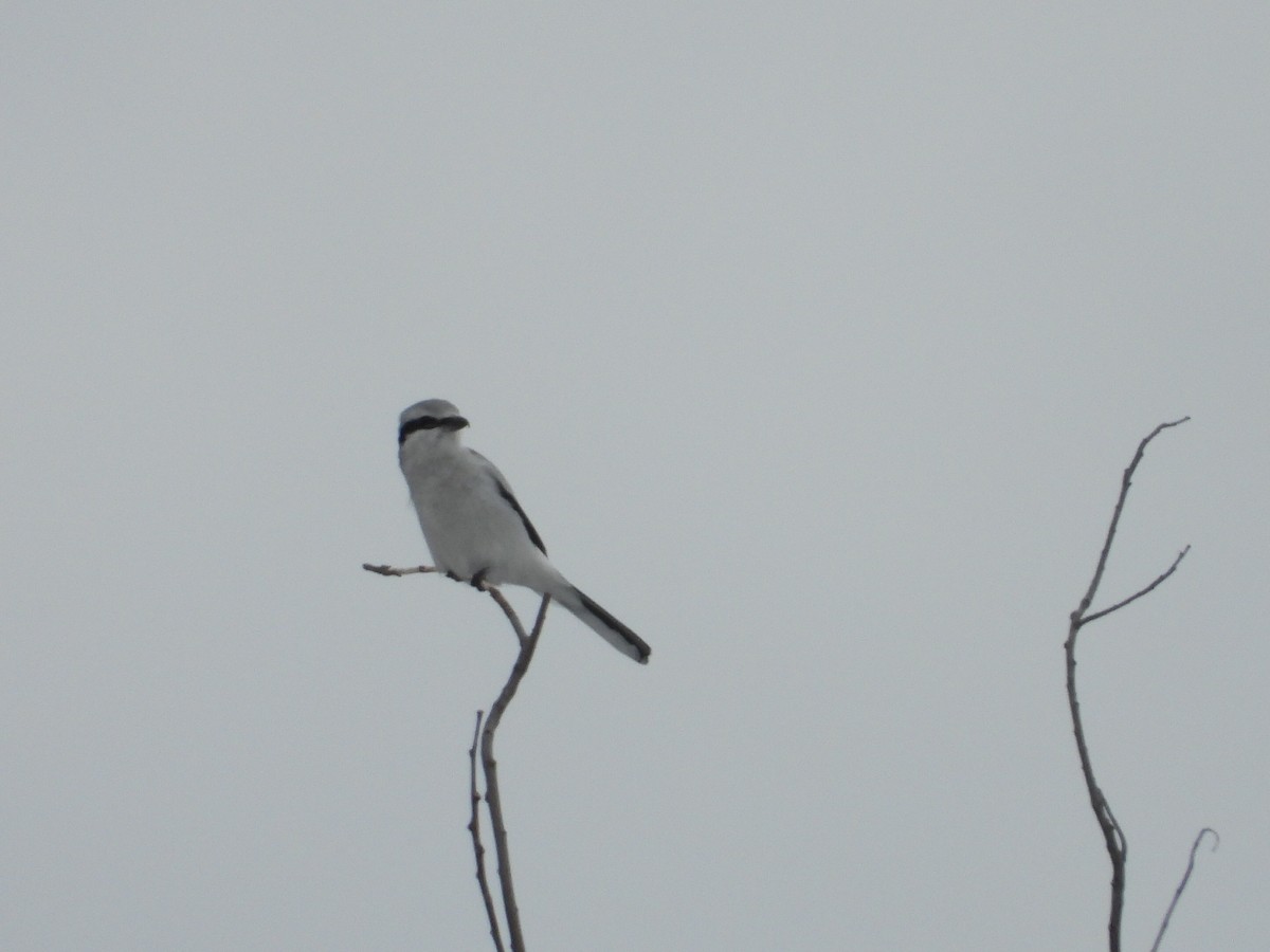 Northern Shrike - ML213366661