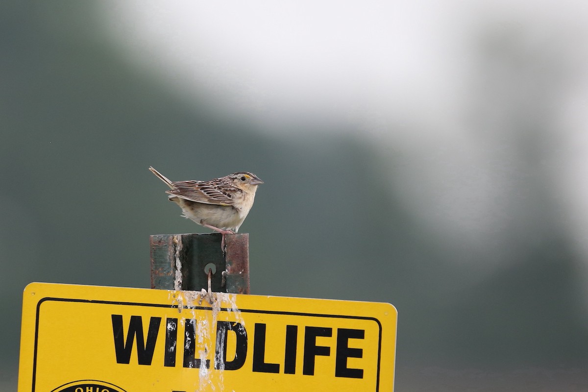 Grasshopper Sparrow - Ron Sempier