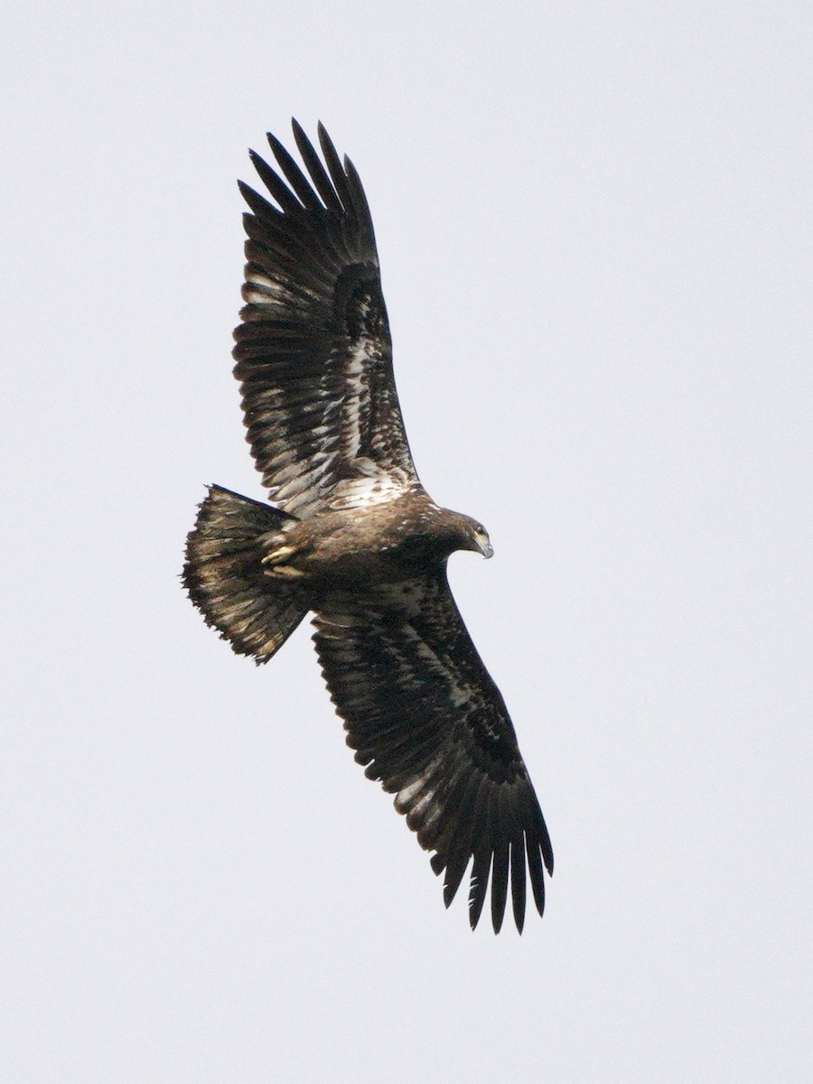 Bald Eagle - ML213369711