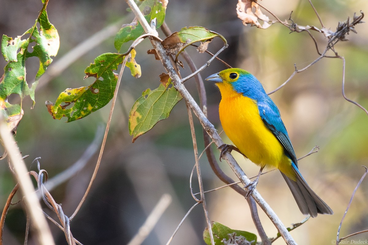 Orange-breasted Bunting - Blair Dudeck