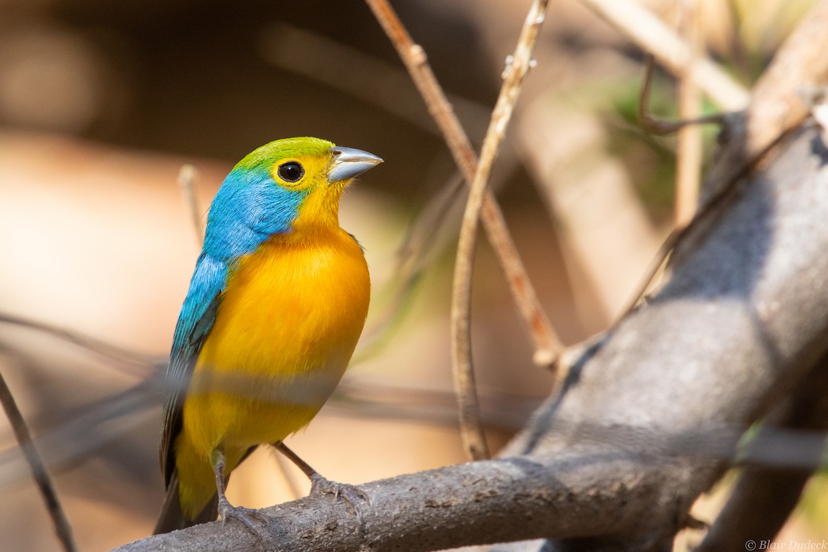 Orange-breasted Bunting - Blair Dudeck