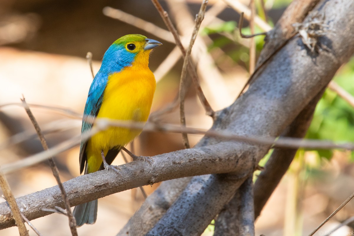 Orange-breasted Bunting - Blair Dudeck