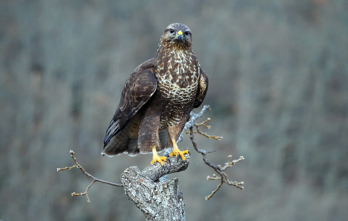 Common Buzzard - ML213371601