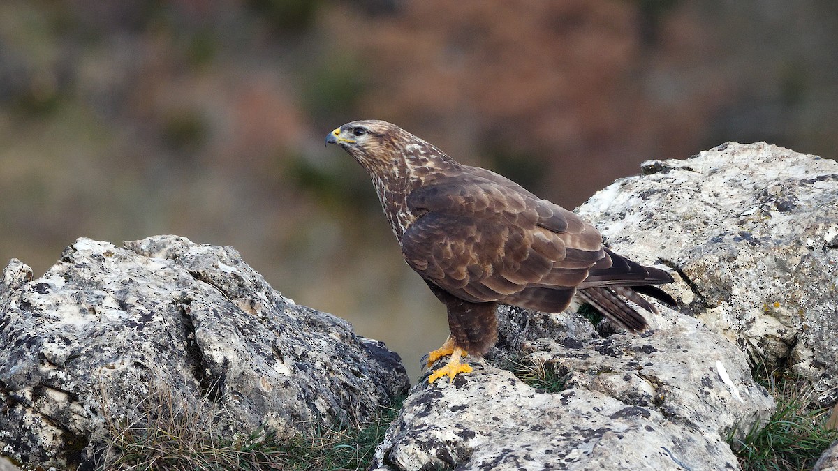 Common Buzzard - ML213371611