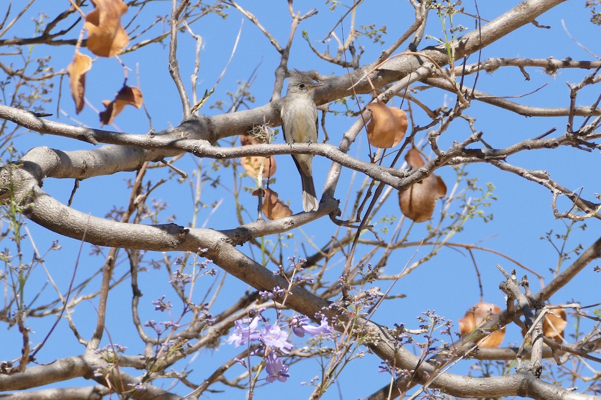 Greater Pewee - ML213374231