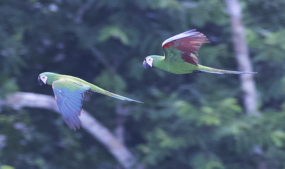 Chestnut-fronted Macaw - ML213374331