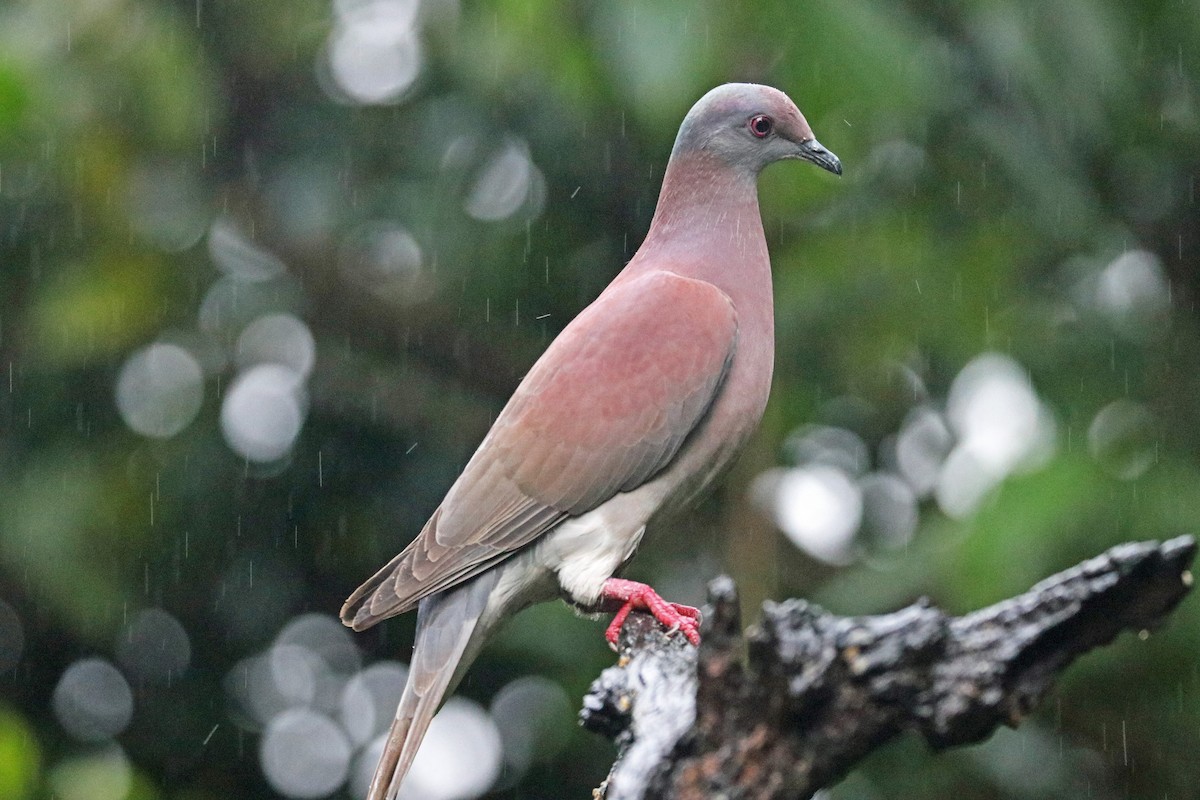 Pale-vented Pigeon - ML213374671