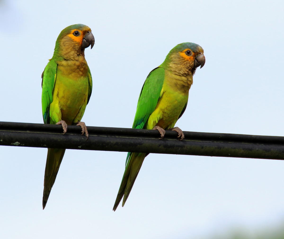 Brown-throated Parakeet - ML21337471