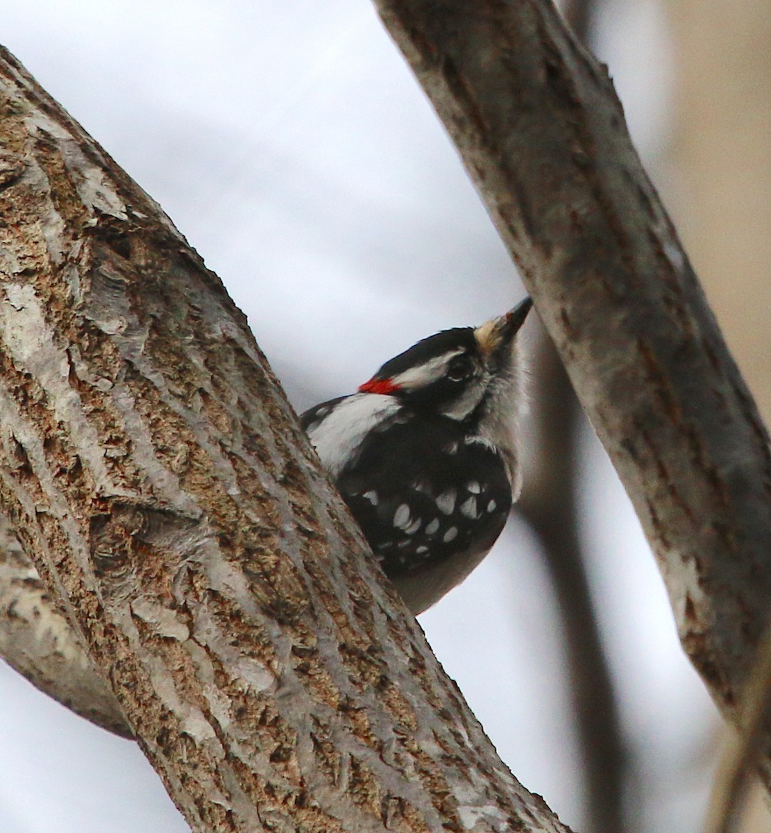 Downy Woodpecker - ML213374761