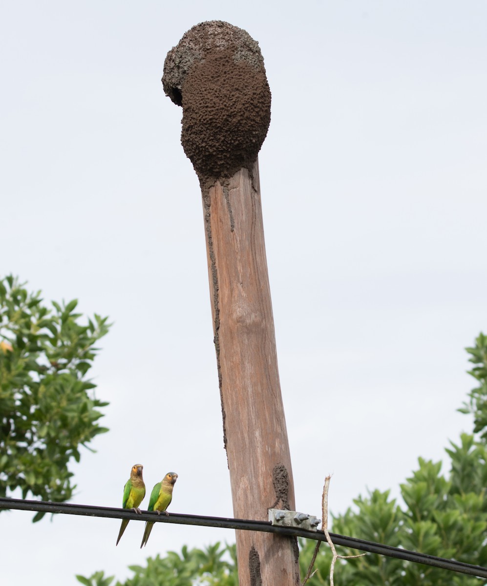 Brown-throated Parakeet - ML21337481