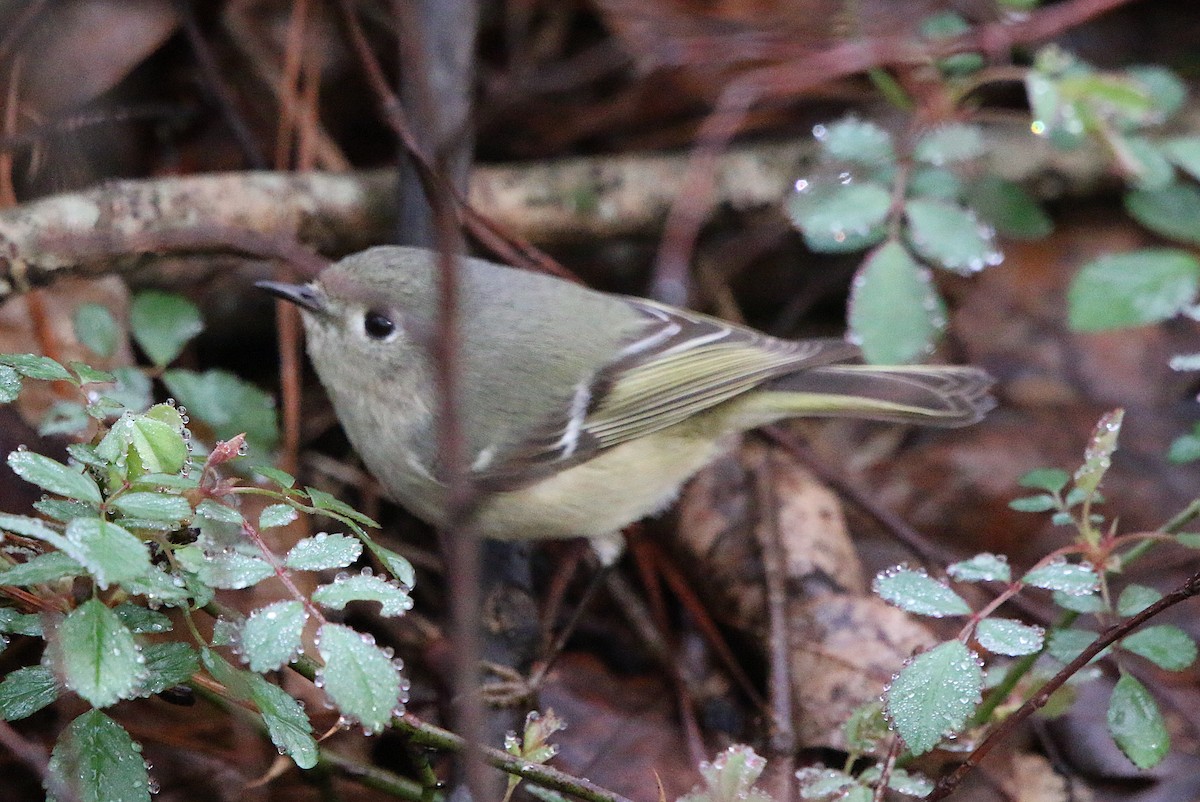 Ruby-crowned Kinglet - ML213375001