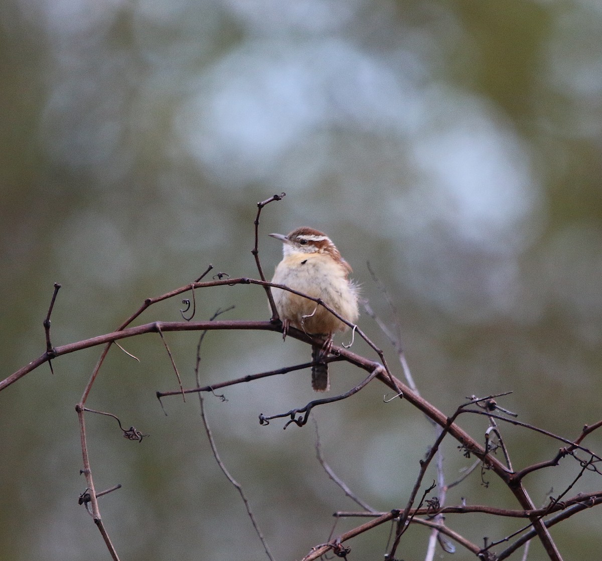 Carolina Wren - ML213375101